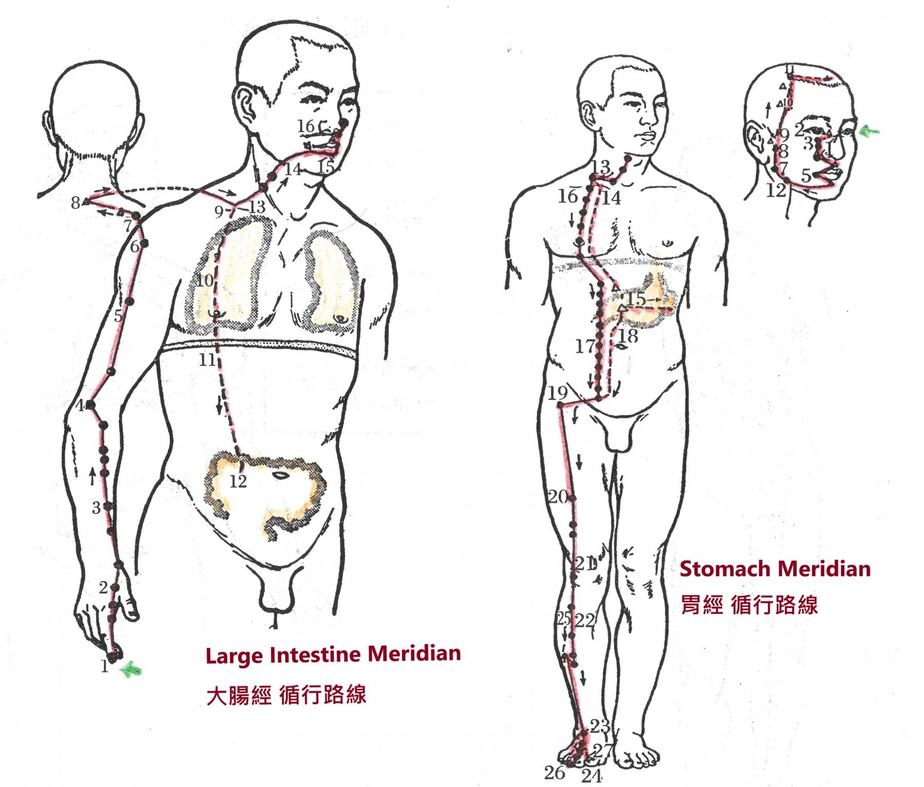Stomach and Large Intestine Meridians